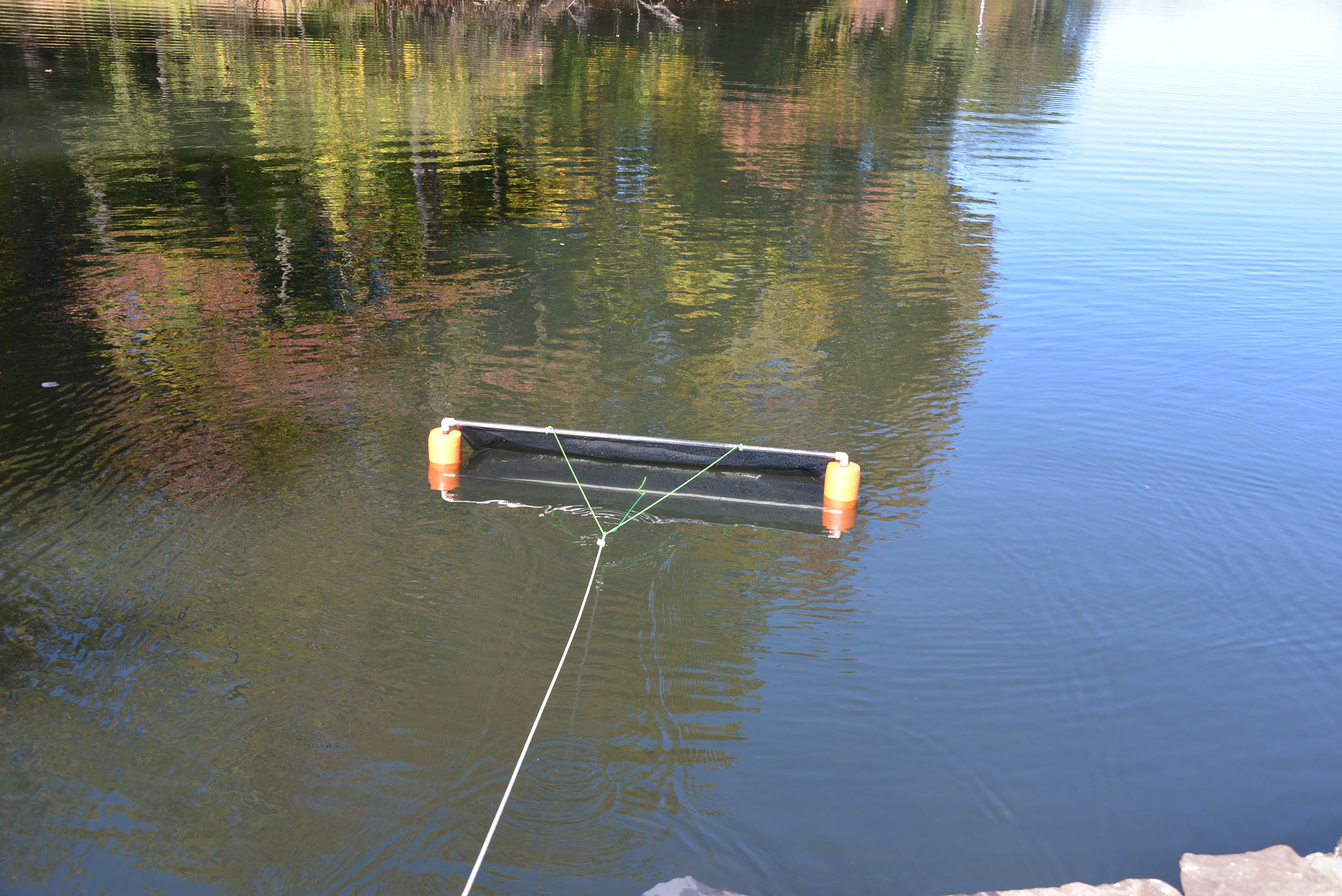 Emptying collected duckweed and algae from the skimmer net on shore